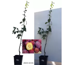 Naminė slyva - Prunus domestica SONORA