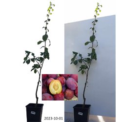 Plum - Prunus domestica SONORA