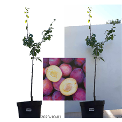 Naminė slyva - Prunus domestica SONORA
