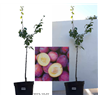 Plum - Prunus domestica SONORA