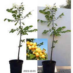 Naminė slyva - Prunus domestica SONEIKA