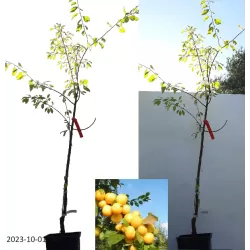 Plum - Prunus domestica SONEIKA