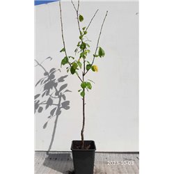 Naminė slyva - Prunus domestica SONORA