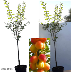 Plum - Prunus domestica VETRAZ