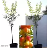 Plum - Prunus domestica VETRAZ