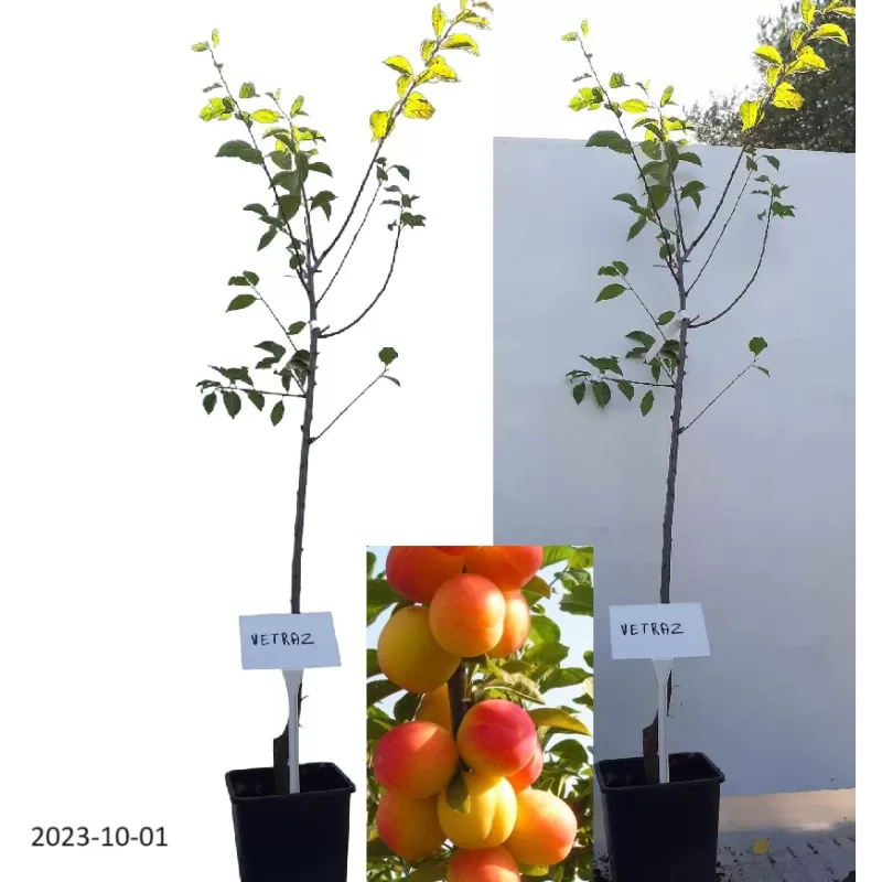 Plum - Prunus domestica VETRAZ