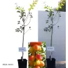 Plum - Prunus domestica VETRAZ