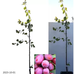 Naminė slyva - Prunus domestica VICTORIA (VIKTORIJA)