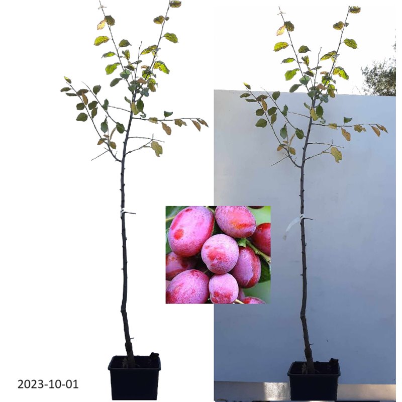 Naminė slyva  - Prunus domestica VICTORIA (VIKTORIJA)