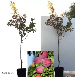 Plum - Prunus domestica SANTA ROSA