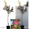 Japoninė slyva - Prunus salicina SANTA ROSA