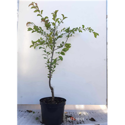 Plum - Prunus domestica SANTA ROSA