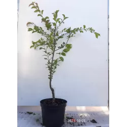 Plum - Prunus domestica SANTA ROSA