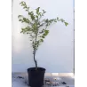 Japoninė slyva - Prunus salicina SANTA ROSA
