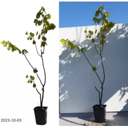 Lazdynas - Corylus avellana BARCELONA