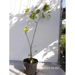 Common Hazel - Corylus avellana BARCELONA