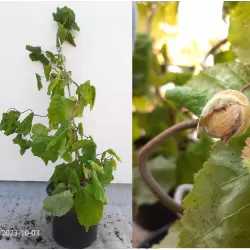Lazdynas - Corylus avellana CONTORTA