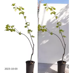 Common Hazel - Corylus avellana COSFORD