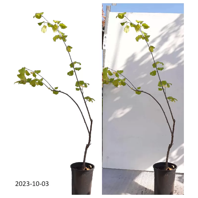 Common Hazel - Corylus avellana COSFORD