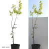 Lazdynas - Corylus avellana COSFORD