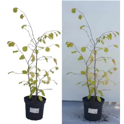 copy of Paprastasis lazdynas raudonlapė f. - Corylus avellana "Fuscorubra" GR 0,3 - 0,4 m