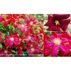 Mėlynžiedė raganė - Clematis viticella MADAME JULIA CORREVON