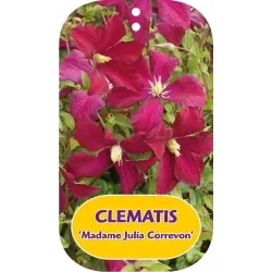 Clematis MADAME JULIA CORREVON