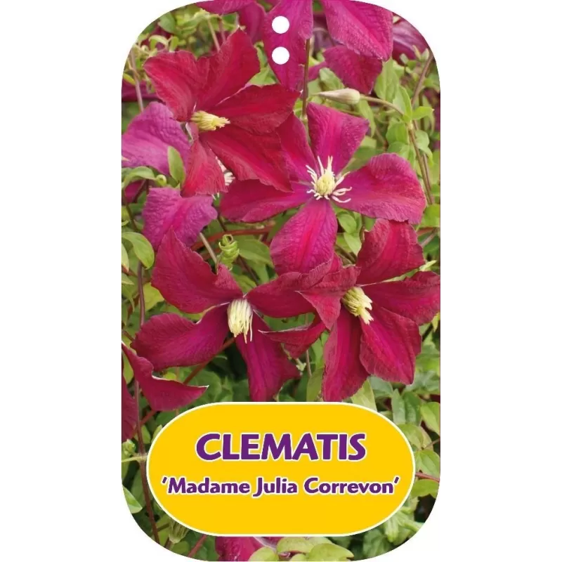 Mėlynžiedė raganė - Clematis viticella MADAME JULIA CORREVON