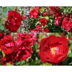 Rosa CHAMPLAIN