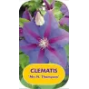 Clematis MRS N. THOMPSON