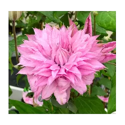 Plačiažiedė raganė - Clematis patens MULTI PINK