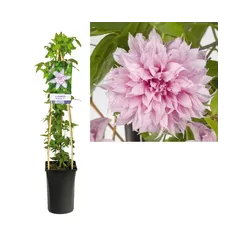 Plačiažiedė raganė - Clematis patens MULTI PINK
