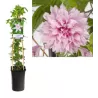 Plačiažiedė raganė - Clematis patens MULTI PINK