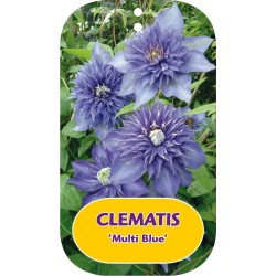 Plačiažiedė raganė - Clematis patens MULTI BLUE