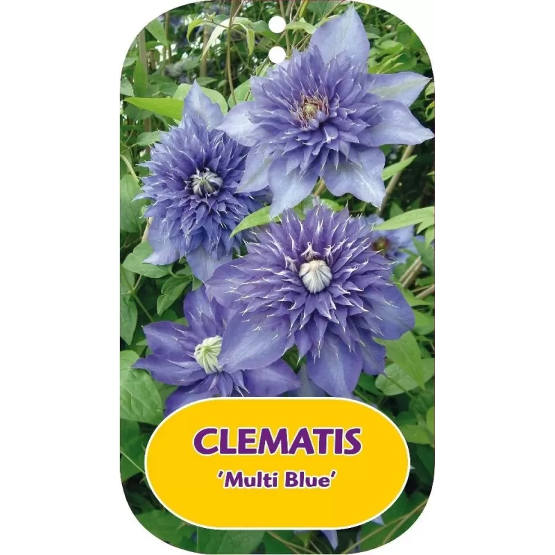 Plačiažiedė raganė - Clematis patens MULTI BLUE