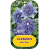 Plačiažiedė raganė - Clematis patens MULTI BLUE