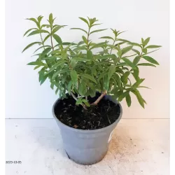 Citrininė lipija (verbena) - Lippia (aloysia) citrodora