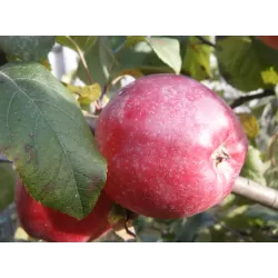 Užsisakyk augalus pavasariui jau dabar