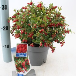 Lingonberry - Vaccinium vitis-idaea FIREBALLS