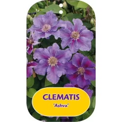 Plačiažiedė raganė - Clematis patens ASHVA