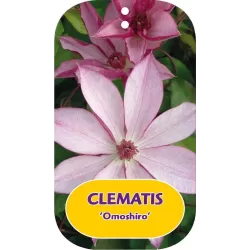 Clematis OMOSHIRO