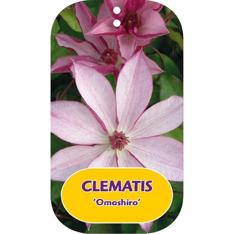 Clematis OMOSHIRO
