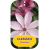 Plačiažiedė raganė - Clematis patens OMOSHIRO