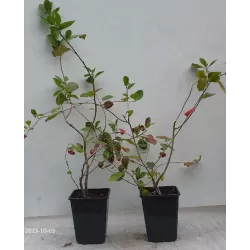 Juodavaisė aronija - Aronia melanocarpa