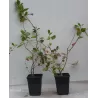 Black Chokeberry - Aronia melanocarpa