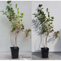 Juodavaisė aronija - Aronia melanocarpa