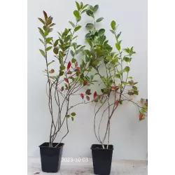 Juodavaisė aronija - Aronia melanocarpa