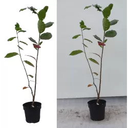 Aronija - Aronia mitshhurini AMIT