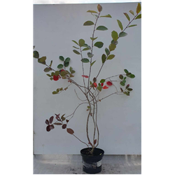 Juodavaisė aronija - Aronia prunifolia ARON