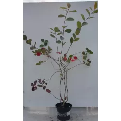 Juodavaisė aronija - Aronia prunifolia ARON